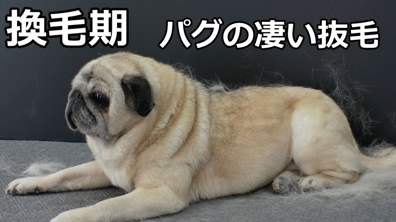 PUG fur removing パグちゃん換毛期素手だけでこんなに抜けます - YouTube