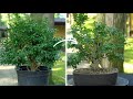 Making a Boxwood Bonsai