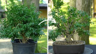 Making a Boxwood Bonsai