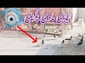 Taidi madi pakdi hafiz adnan pigeon  faisalabadpigeon hashimmahmoodpigeons