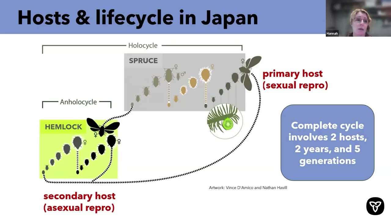 Best practices for managing the hemlock woolly adelgid in a nursery setting - CNLA webinar
