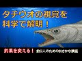 タチウオの目はどう見えている？最新研究で分かった“視覚の秘密”を徹底解説【釣り人のためのおさかな講座#3】