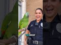 Parrot propose Police Officer Miller!! #shortvideo #birds #talkingparot #funnyvideo