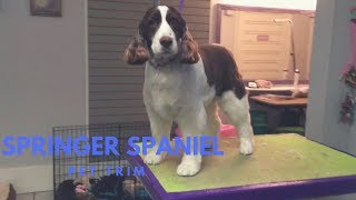 SPRINGER SPANIEL GROOMING: PET TRIM by GiaChow 18,775 views 5 years ago 8 minutes, 26 seconds