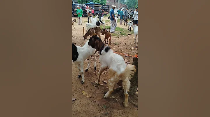 Video 11661301: talking