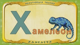 Мультіпедія Тварин. Літера Х - Хамелеон