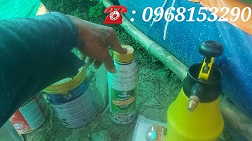 Thay  Nước Ốc Bể Bạc Đúng Cách (Làm Giàu Bằng Nghề Nuôi Ốc Bươu Đen) TT Ốc Bươu Đen ST