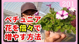 ペチュニアの育て方 花を倍々で増やす方法 ピンチ 摘心について Rainy Days