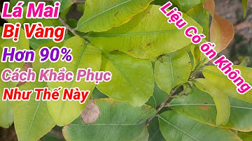 Lá Mai Bị Vàng Lá Hơn 90%,Cách Khắc Phục.
