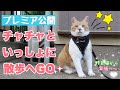 元野良猫チャチャと一緒に朝さんぽへ行こう！