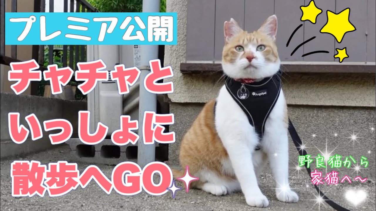 Morning Walk with Former Stray Cat Chacha! - YouTube