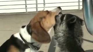 Enot And Dog Are Kissing