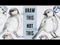 Sketching Animals: How to Draw a Realistic Bird