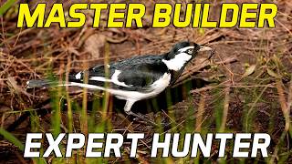 Magpie-Lark Nest-Building, Foraging & Preening 🐦🪹