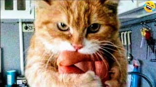 Funny ANIMALS videos  Funniest CATS and DOGS 2024