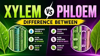 Difference between Xylem and Phloem | Xylem and Phloem