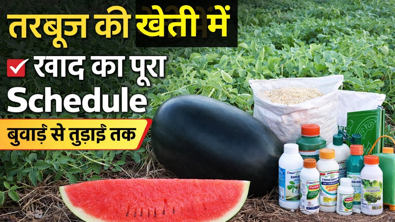 Tarbuj Fertilizer Schedule Jo Farmer Chhupate Hain 😱