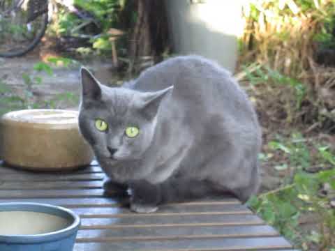 灰色猫のグレーちゃん Youtube