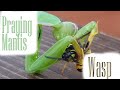 Wasp VS Praying Mantis - Slow Motion