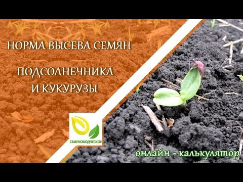 Норма высева семян. Как рассчитать норму высева подсолнечника и кукурузы