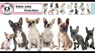 Los Colores del French Bulldog (Frenchie)