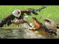 Too Reckless! This Eagle Jumped Into The River To Steal Baby Crocodile And The Painful Ending