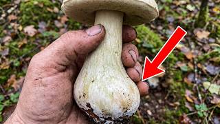 This Mushroom Looks Like Dinner It Has Killed More People Than Any Other