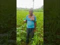 Wild animal repellent in farming animalrepellent farming