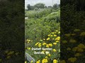 Oudolf Garden Visit #3 #ihavethisthingwithplants #oudolfgarden #gardenvisit