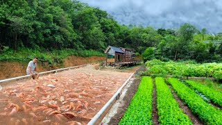 TILAPIA FISH HARVEST! Combining Tilapia Farming with Organic Vegetables is a Brilliant Idea!