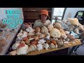 UNBOXING A $1,000 SEASHELL MYSTERY BOX! I Episode 57