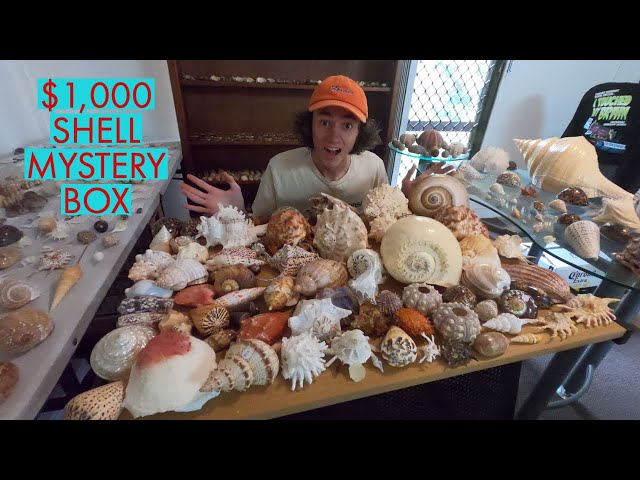 UNBOXING A $1,000 SEASHELL MYSTERY BOX! I Episode 57 class=