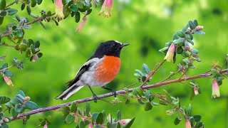 : Birds Singing in the Forest: Relaxing Nature Sounds after a Long, Stressful and Tired Day