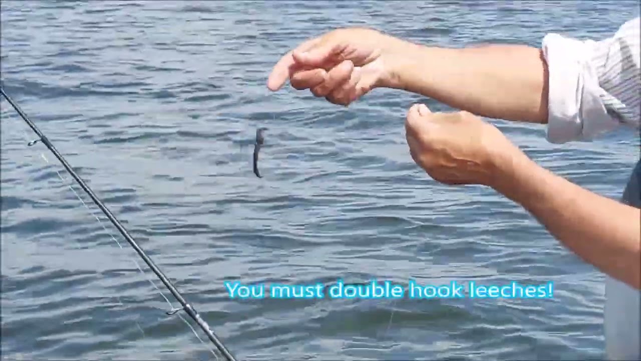 How to put a leech on a hook. 