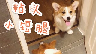 柯基cookie&Max｜可爱小短腿有多粘人｜Cute corgi puppy like staring with me all the time