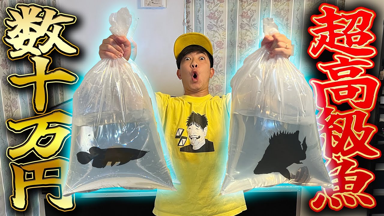 A shining golden, super high-end ornamental fish has arrived