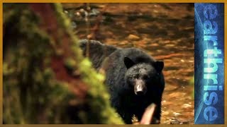 🇨🇦 Conserving Canada's Great Bear Rainforest | Earthrise
