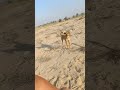 الكلب ده اكلته مره من ساعتها قاعد فى الارض يهوهو على اى غريب