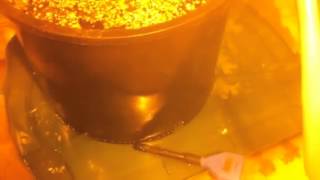 How I flush my Plants