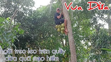 Vua Dừa Miền Tây//vua dừa xử lý cây dừa xưa có độ khó và ngồi treo leo trên quầy dừa quá mạo hiểm