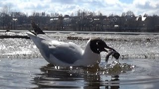 Чайки рыбачат, а вороны завидуют / Наблюдения в природе #12 (Larus)