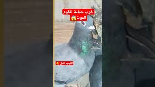 اغرب حمامة تقاوم الموت الحمام_الزاجل pigeon_voyageur حمام_الزينة