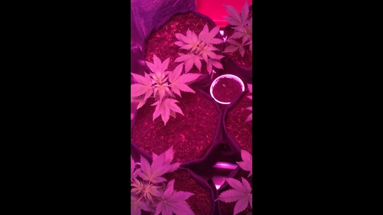 S01E05 Nirvana Jock Horror Auto Flower 31 day update