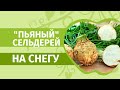 Сельдерей на рассаду. Бабушкин секрет: замачиваем в водке, сажаем на снег