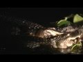 Alligator Facts and Behavior Quiz