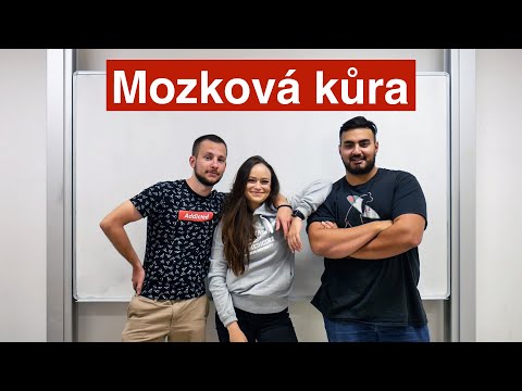 Video: Ptačí Mozek: Struktura A Funkce