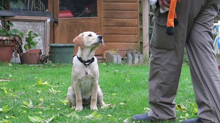 Meet Clinton & Puppy In Training Niamh | Canine Pa...