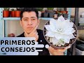 COMPRE UNA SUCULENTA RIDÍCULAMENTE CARA || ECHEVERIA CANTE