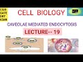 Cell biology caveolae mediated endocytosis   csir  gate  dbt icmr