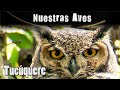 TUCÚQUERE - Serie Nuestras Aves